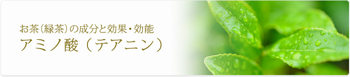 アミノ酸(テアニン)