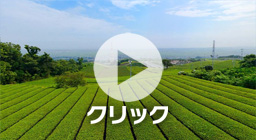 静岡県お茶畑パノラマ